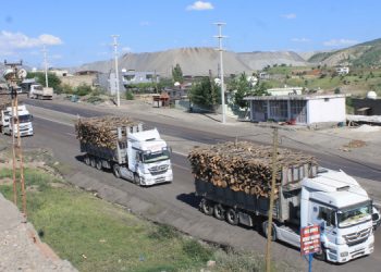 Tarım Orkam-Sen: Ağaç kesimine sesiz kalan suç ortağıdır