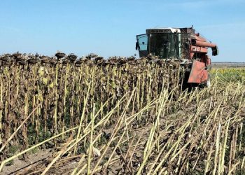 Ayçiçek üreticisi desteklerin artmasını talep ediyor