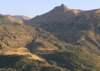 Bakanlığın ağaç kıyımına yanıtı: Ormanı gençleştiriyoruz