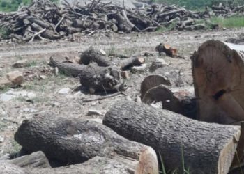 “Cudi yürüyüşü savaşa, talana karşı isyandır”