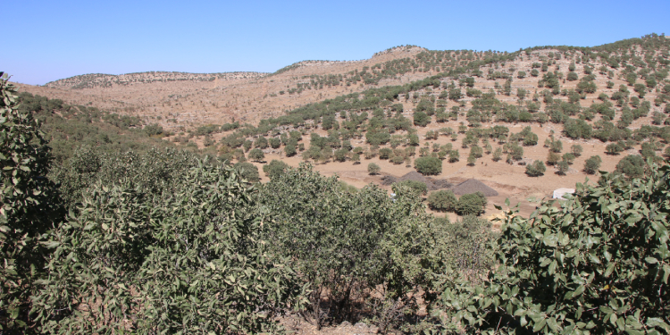 Muhtar “kurt” gerekçesiyle binlerce ağaç kesti, müdürlük seyretti! Muhtar “kurt” gerekçesiyle binlerce ağaç kesti, müdürlük seyretti!