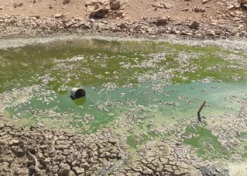 Mardin’de kuruyan gölette balık ölümleri