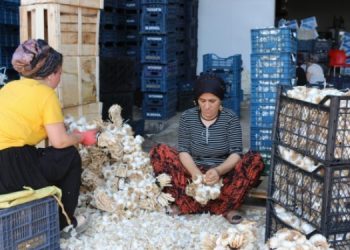 Sebze halinde kadın işçi olmak: Taciz, düşük ücret, fazla mesai