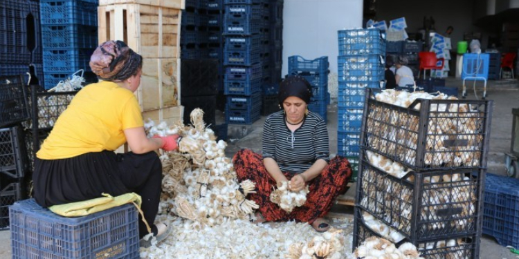 Sebze halinde kadın işçi olmak: Taciz, düşük ücret, fazla mesai Sebze halinde kadın işçi olmak: Taciz, düşük ücret, fazla mesai