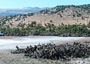 Şırnak’ta yol boyu orman kıyımı