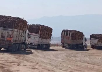 Besta’nın 31 alanında ağaç kıyımı