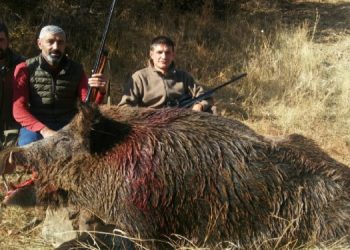 Katlettikleri yaban domuzunun önünde poz verdiler