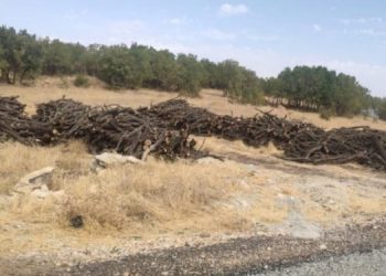 Mışrıf ile Helhel arasında ağaç kıyımı