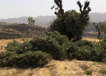 Polis karakolun karşısındaki ağaçları kesti