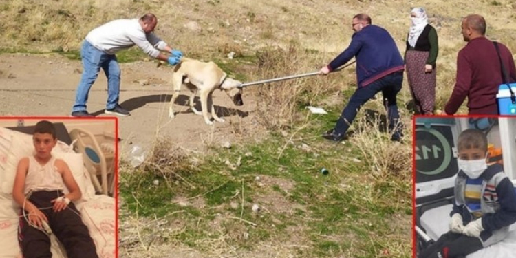 Bitlis’te kuduz vakası: 1 çocuğun durumu ağır Bitlis’te kuduz vakası: 1 çocuğun durumu ağır