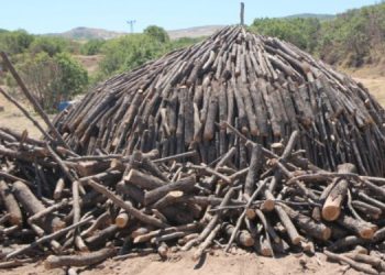 Hozat’taki ağaç katliamı 5 aydır hız kesmeden sürüyor