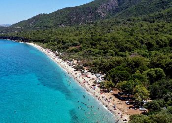 Milli parkta ağaç kesen müdür görevden alındı