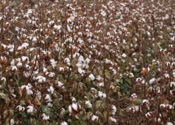 Pamuk eken çiftçiler dertli: Zarardayız