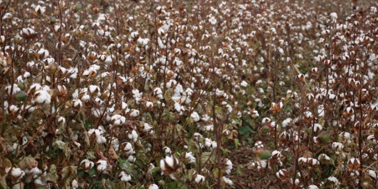 Pamuk eken çiftçiler dertli: Zarardayız Pamuk eken çiftçiler dertli: Zarardayız