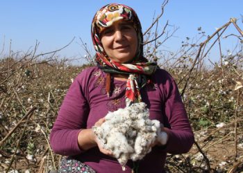 Pamuk elde kaldı