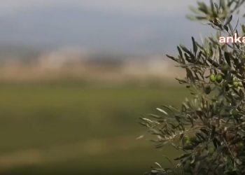 Çiftçi-Sen, zeytinliklerin madencilik faaliyetine açılmasını öngören kanun teklifine karşı herkesi mücadeye çağırdı