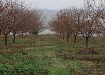 Kayısı üreticisi: Köylüyü köyde tutamazsan üretim durur