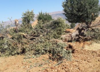 Malatya’da doğa talanı: ÇED düzenlemesi talanın önünü açıyor