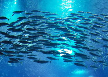 Mevsim normallerinin üzerinde seyreden deniz suyu sıcaklığı, balıkların üreme dönemini saptırdı