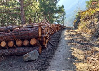 Amanos Dağları’nda ağaç kıyımı