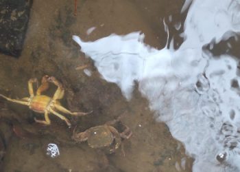 Çaybaşı’da kirli sular dereye karışıyor