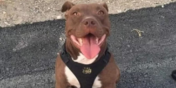 Köpek katiline “iyi hal” indirimi Köpek katiline “iyi hal” indirimi