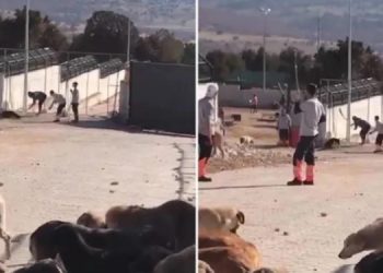 Köpek katliamına “pişmanlık” indirimi