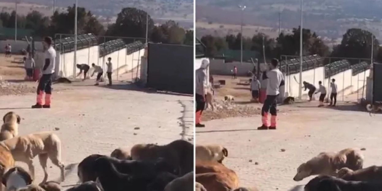 Köpek katliamına “pişmanlık” indirimi Köpek katliamına “pişmanlık” indirimi