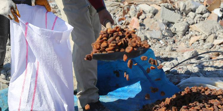 Enkaz altındaki kayısıyı ucuza almak istiyorlar Enkaz altındaki kayısıyı ucuza almak istiyorlar