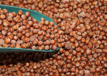 TMO’dan fındık üreticisine darbe