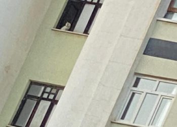 Galeria Sitesi’nde 13 kedi kurtarıldı