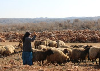 Saman alabilmek için koyunlarını satıyorlar