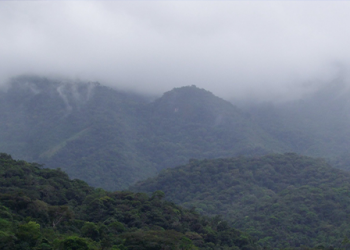 Brezilya Amazonlarında şubat ayında “ormansızlaştırma rekoru” kırıldı
