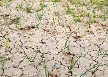 Seyhan Baraj Gölü’nde kuraklık