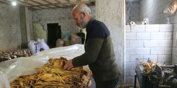 Enkaz altında kalan tütünün fiyatı yüzde 100 arttı Enkaz altında kalan tütünün fiyatı yüzde 100 arttı