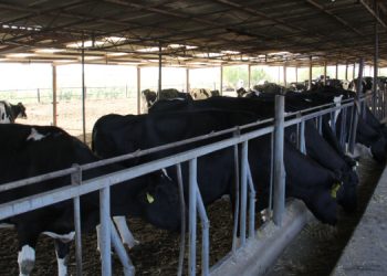 Veteriner Topal: Kontrolsüz ve kaçak nakiller şap hastalığını yaydı