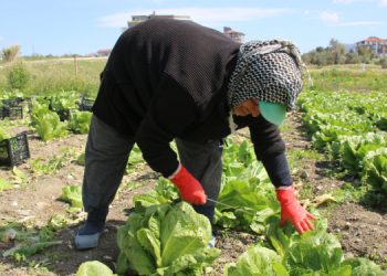 Depremzede çiftçilerin ürünleri elde kaldı