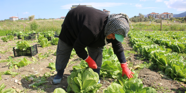 Depremzede çiftçilerin ürünleri elde kaldı Depremzede çiftçilerin ürünleri elde kaldı