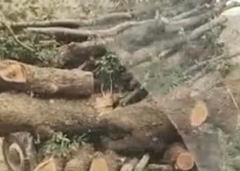 Cudi’de yeni yeşeren ağaçlar kesiliyor