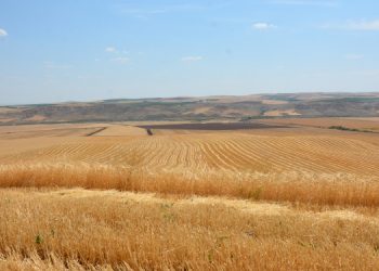 AKP’li belediye başkanından engel: Çiftçiler ektiklerini biçemiyor