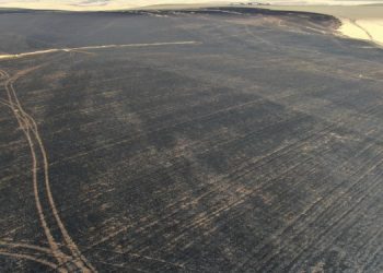 Amed’de 700 dönümlük buğday tarlası kül oldu