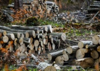 Bazyani: Türkiye Behdinan’da 4 milyon ağaç kesti