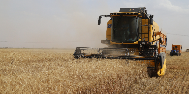 Buğday hasadında depo sorunu yaşayan çiftçi, tüccarın insafına bırakılıyor Buğday hasadında depo sorunu yaşayan çiftçi, tüccarın insafına bırakılıyor