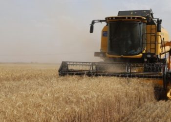 TMO ihtiyacı kadar alıyor, çiftçi zararda