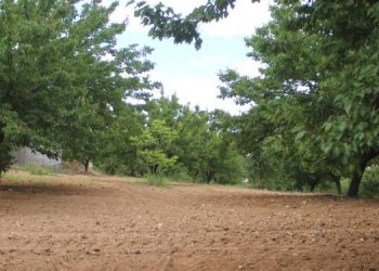 Hastalık kayısıda rekolteyi düşürdü