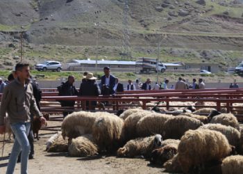 Hayvancılığın merkezinde besicilerin alım gücü kalmadı