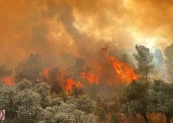 Köyceğiz’de orman yangını