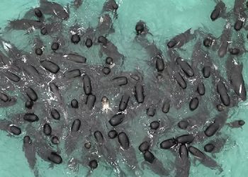 Avustralya’da gönüllüler, kıyıya vuran 45 pilot balinayı kurtarmaya çalışıyor