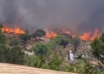 Dikili’de orman yangını