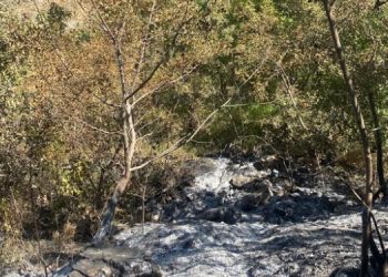 Hizan’da ormanlık alanlar bombalanarak tahrip ediliyor